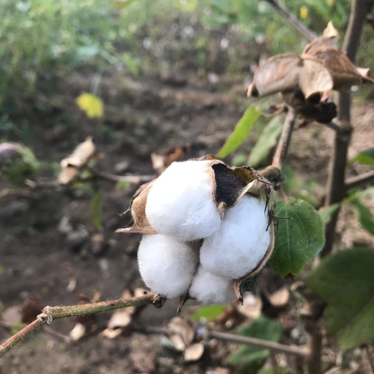 Organic Cotton field